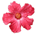 image of a red hibiscus flower